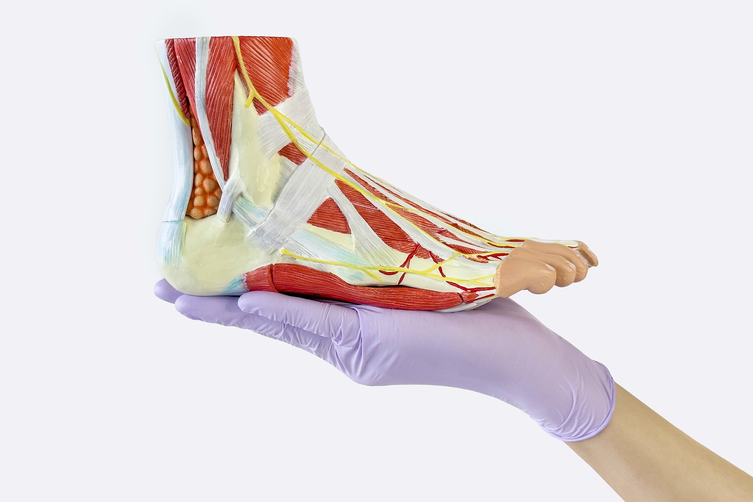 Research: Step forward in understanding human feet